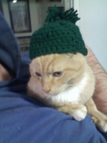 Ok, maybe for real now. KITTEN IN A HAT!